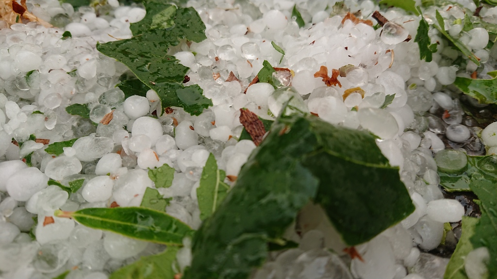 Close-up of leaves and hail.
